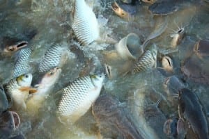 Fish farming