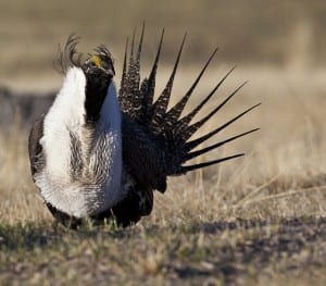 greater sage grouse