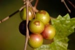 Muscadine Grapes on Vine