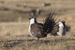 Side view of a bi-state sage-grouse. Bureau of Land Management photo.