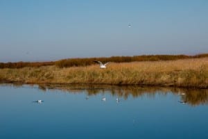 Wetlands Seagull