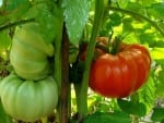 giant tomatoes growing on the branch