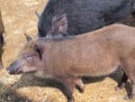 wild feral hogs