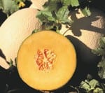 Cantaloupe 2