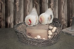 Chickens and eggs in nest