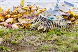 fall leaves with fan rake on lawn