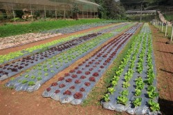 lettuce garden
