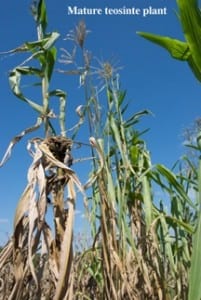 mature_teosinte