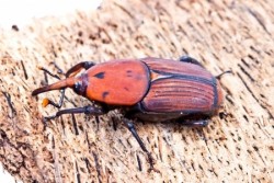 red palm weevil