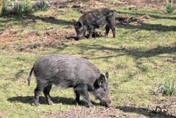 wild boar hog