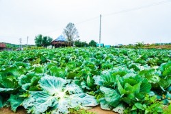 Collard greens farm