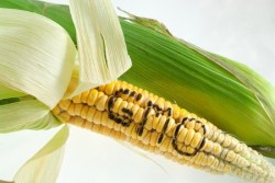 GMO corn