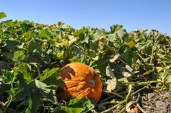 Pumpkin on vine