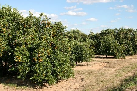 citrus production