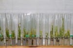 small plants in test tubes