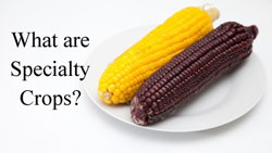 what-are-specialty-crops