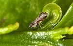 Adult Asian citrus psyllid, Diaphorina citri, (2-3 millimeters long) on a young citrus leaf. Photo courtesy of USDA by David Hall.