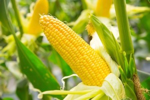 Corn