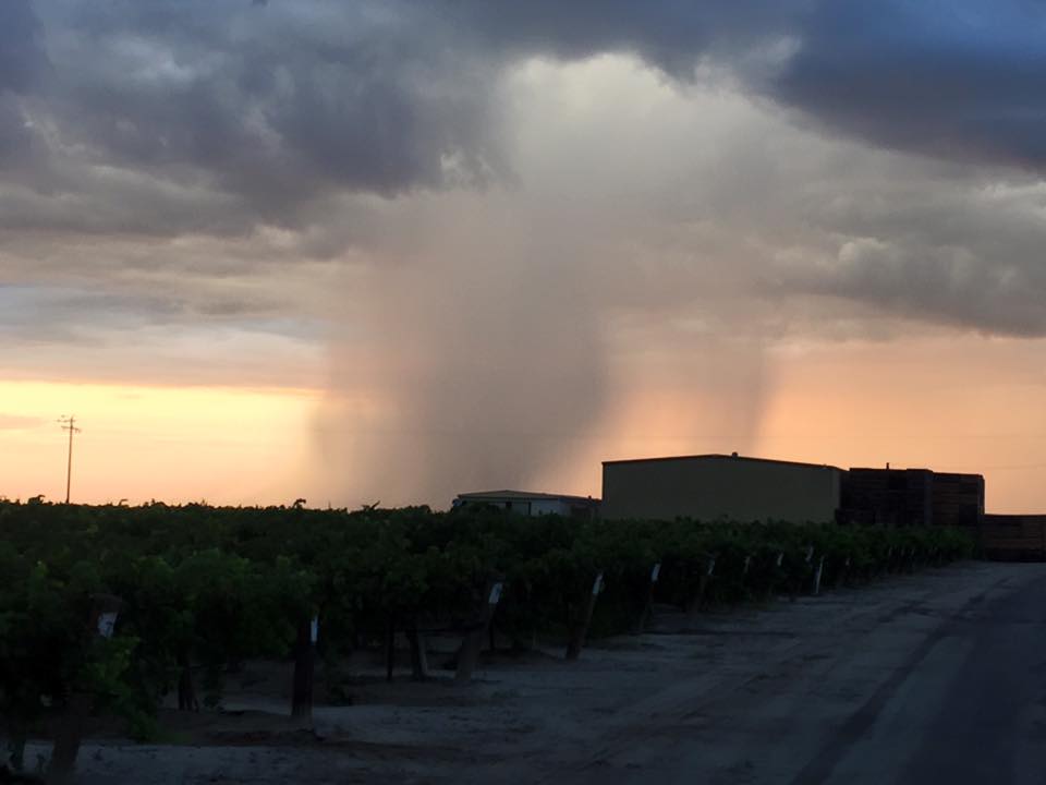 Rare July rains across the state. Courtesy: Gurpinder Brar