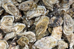 Pacific Oysters