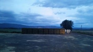 Saving hay from rain in Fall River Mills.Courtesy: Stacie Warnock