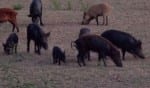 feral-hogs-texas