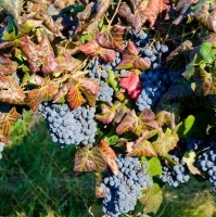 grapes3-199x300