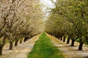 Almond orchard in the Central California agricultural area
