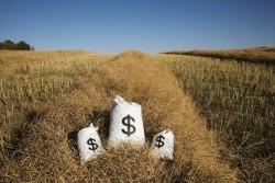 Bags Of Money On A Farm Field