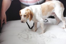 Dog Searches for Bed Bugs