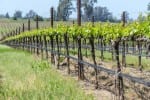Napa Valley California Vineyard in Spring