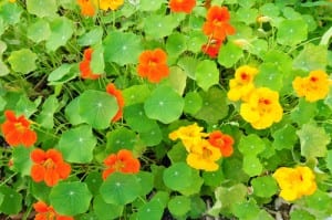Nasturtium flowers
