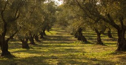 Olive trees