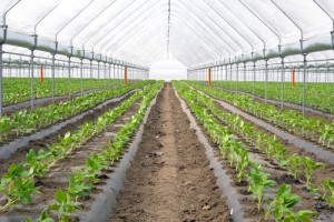 Organic farming, paprika in greenhouse