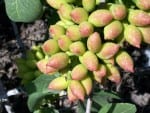 a bunch of fresh unripe pistachio nuts still on the tree