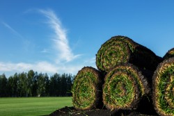 Rolls of fresh grass turf