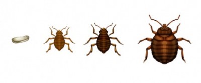 Illustration of the bed bug life cycle