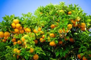 Ripe oranges. oranges on a tree
