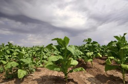 Tobacco plant in the field ,dramatic sky