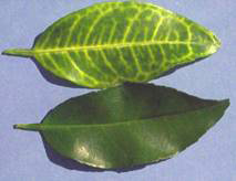 Vein yellowing in a greening-infected leaf (top); normal leaf on bottom