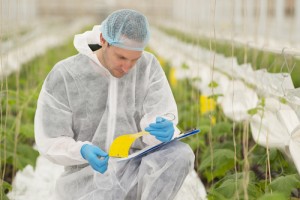 Senior agricultural scientist researching plants and diseases