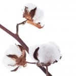 Cottonseed