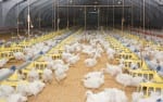 Chicken-Poultry farm-Avian Flu