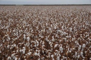 Cotton Field