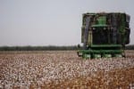 Cotton acreage