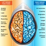 brain functions