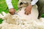 Shearing Sheep USDA