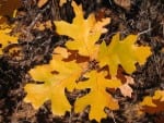 oak leaves found on the Modoc National Forest in California