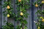 pear tree growing on a wall