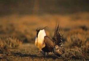 sage grouse